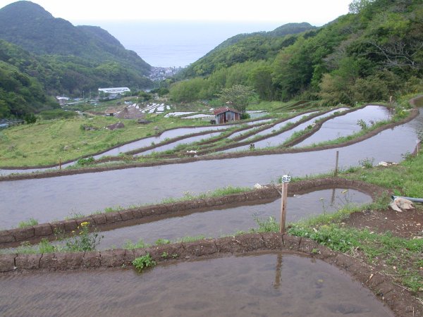 (1010)石部棚田