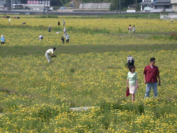 (1025)那賀花畑