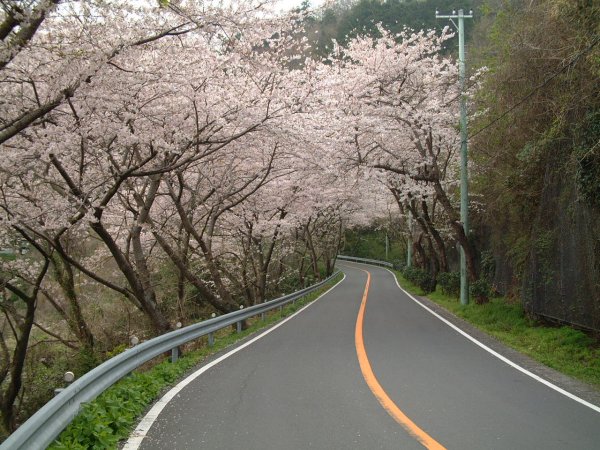 (1032)室岩洞桜