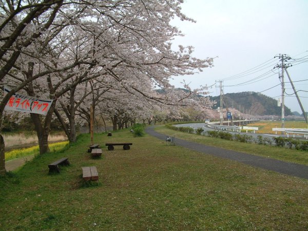 (1034)那賀バイパス桜