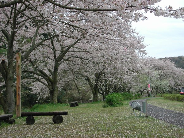 (1037)那賀バイパス桜