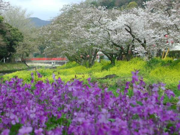 (1039)大沢桜