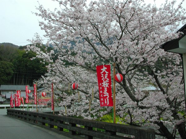 (1040)大沢桜祭り
