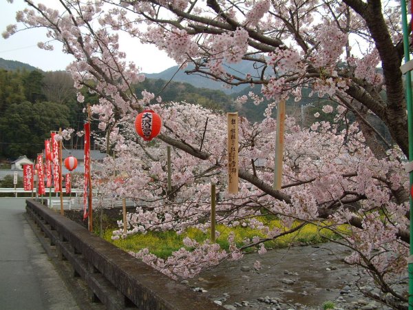 (1041)大沢桜祭り