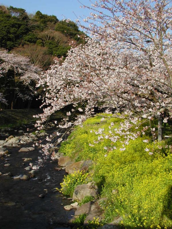 (1042)菜の花と桜