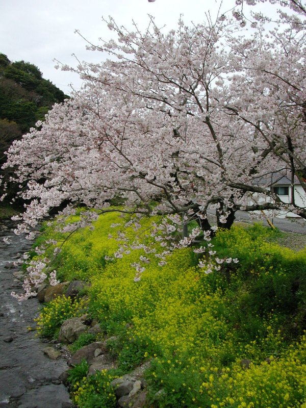 (1043)菜の花と桜