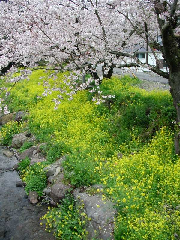 (1044)菜の花