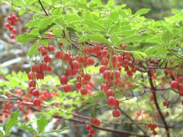 (1050)ドウダンツツジ