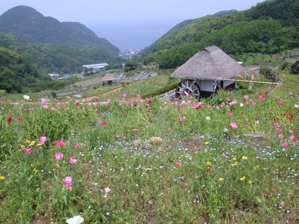 (1055)棚田