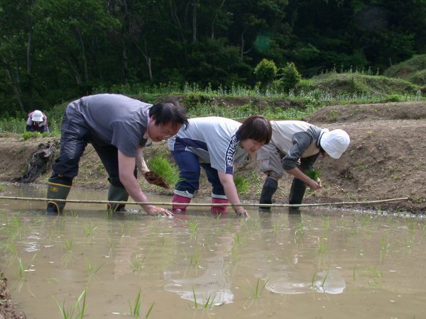 (1073)田植え