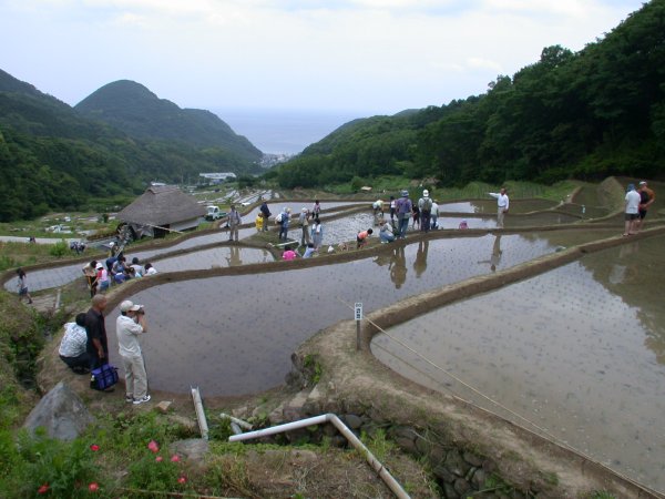 (1074)石部棚田