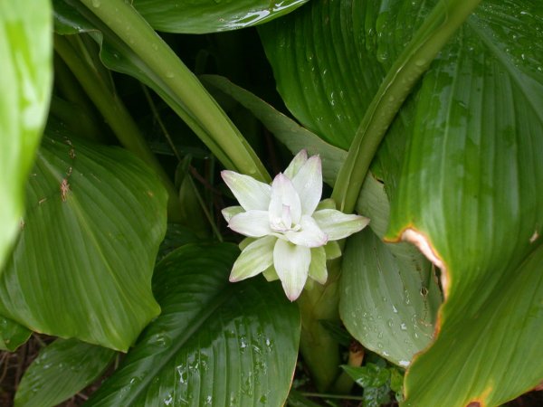 (1140)ウコンの花