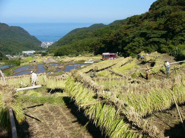 (1298)棚田収穫祭