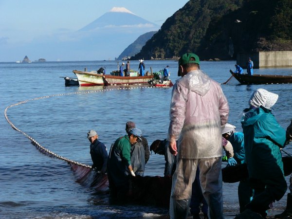 (1327)きびなご漁（石部海岸）