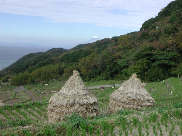 (1341)棚田からの富士