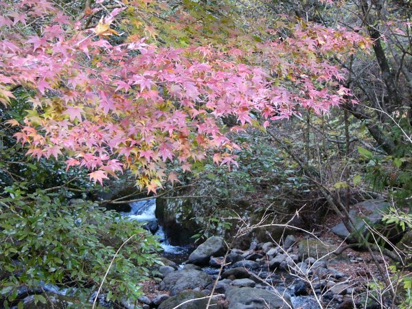 (1377)長九郎山紅葉