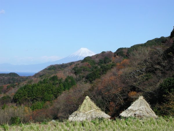 (1386)棚田からの富士山