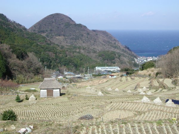 (1423)棚田