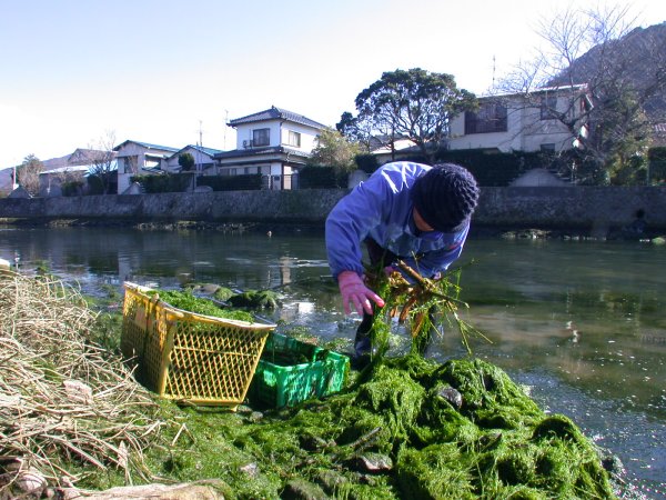 (1424)川のり採り