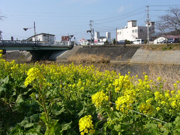 (1444)宮の前橋付近の菜の花