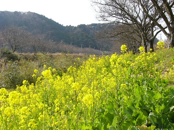 (1445)那賀の菜の花