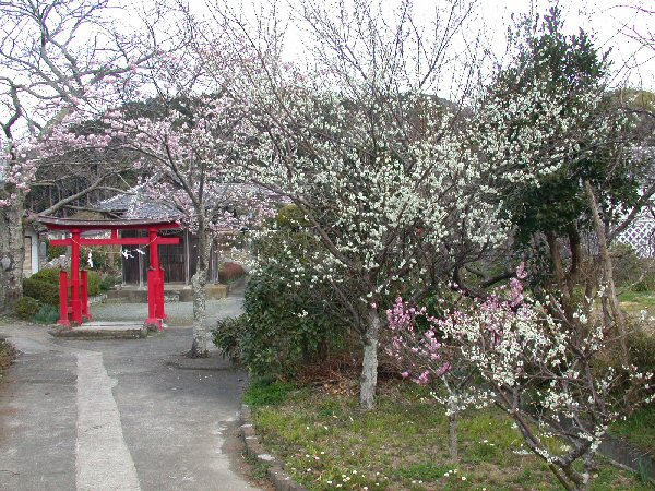(1446)早咲きの桜と梅（建久寺）