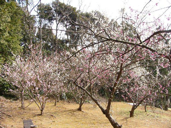 (1447)牛原山梅園