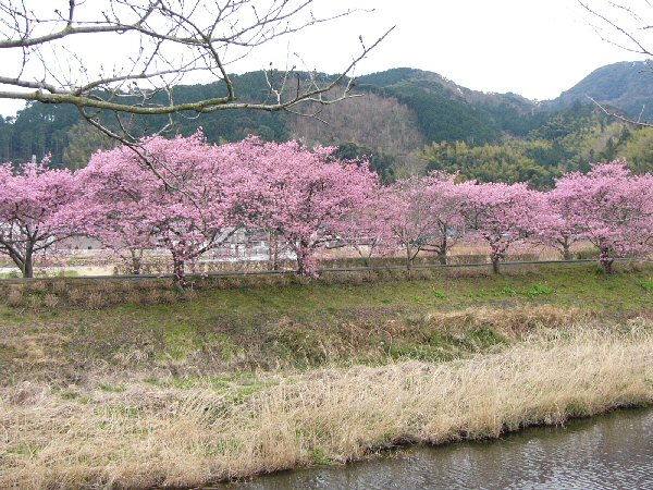 (1448)早咲きの桜（伏倉）