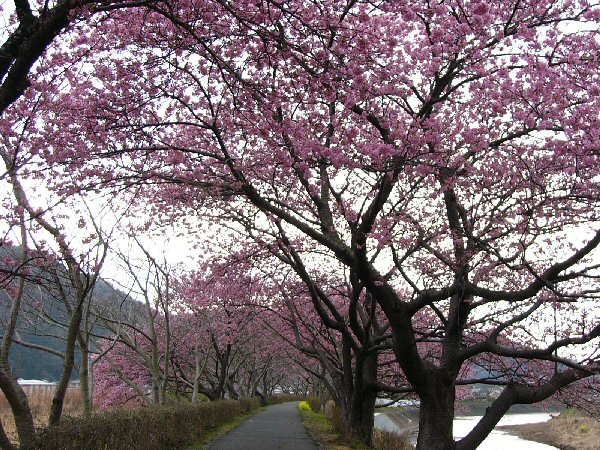 (1449)早咲きの桜（伏倉）