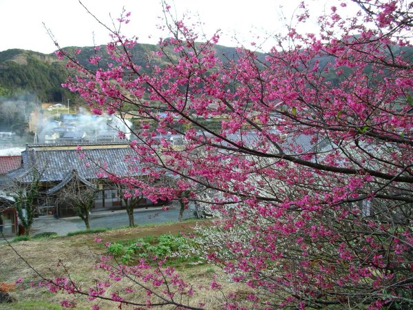 (1463)岩科の隠居桜