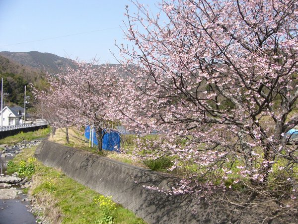 (1464)早咲きの桜（船田）