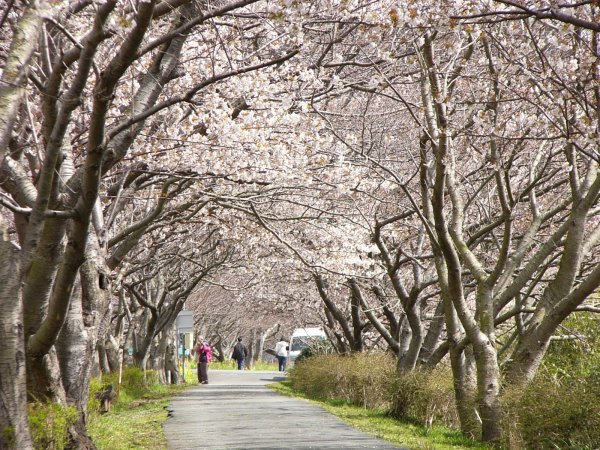 (1465)山桜（伏倉土手）