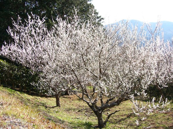 (1474)牛原山梅園の梅