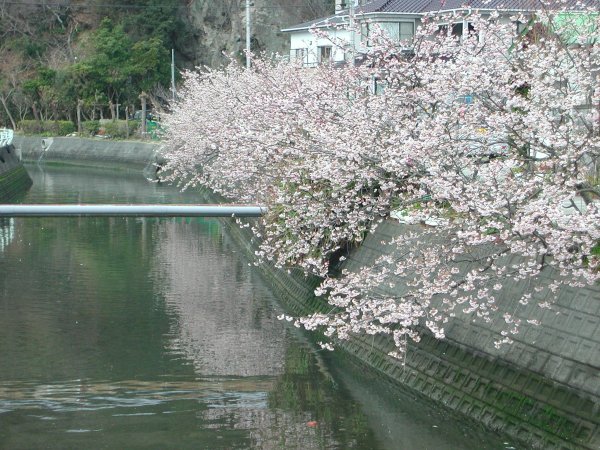 (1479)松崎警察署横の早咲きの桜