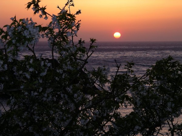 (1487)大島桜と夕日