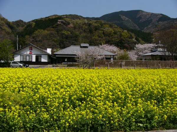 (1490)三聖苑の菜の花