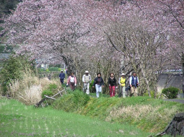 (1494)第５回伊豆松崎なまこ壁と桜のツーデーマーチ