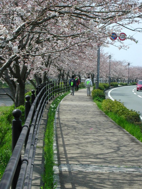 (1495)第５回伊豆松崎なまこ壁と桜のツーデーマーチ