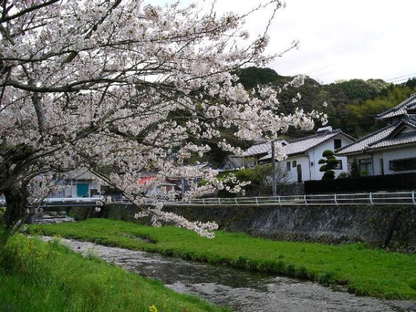 (1496)岩科川沿いの桜