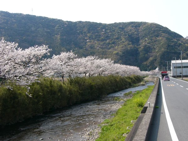 (1497)岩科川の桜０４