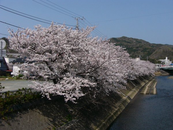 (1498)宮の前橋付近の桜０４