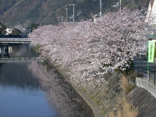 (1499)宮の前橋付近の桜０４