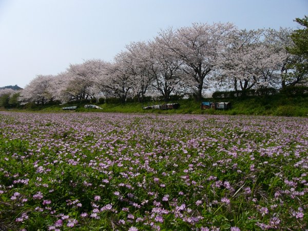 (1500)レンゲと桜０４