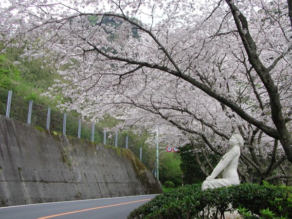 (1501)室岩洞付近の桜０４