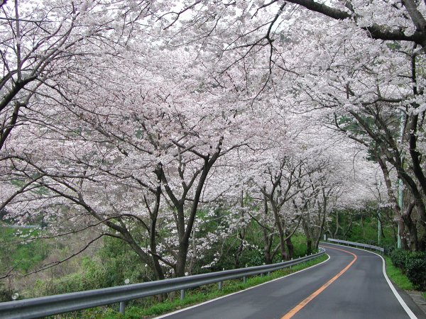 (1502)室岩洞付近の桜０４
