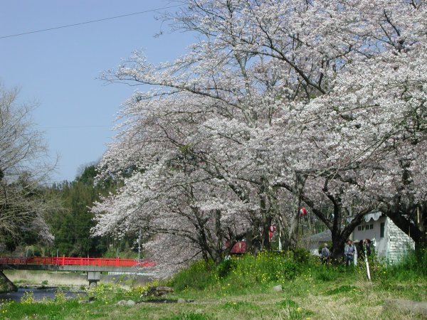 (1503)大沢温泉の桜０４