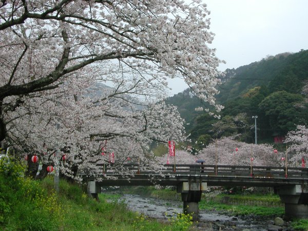 (1504)大沢温泉の桜０４