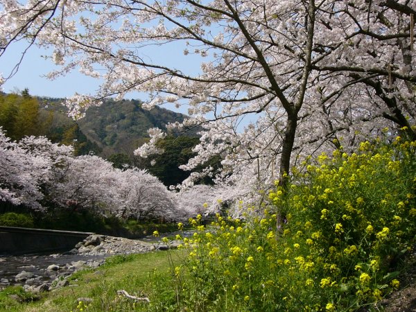 (1506)大沢温泉の桜０４