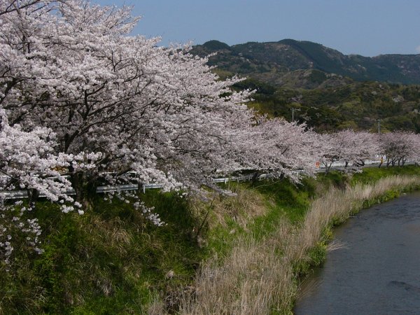 (1507)那賀川沿いの桜０４