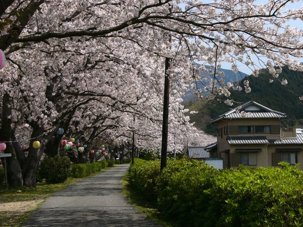 (1508)那賀川沿いの桜０４